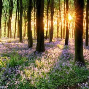 Summer Solstice 2026 <br>Free Classes